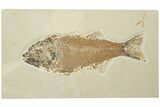 Uncommon Fish Fossil (Mioplosus) - Wyoming #252057-1